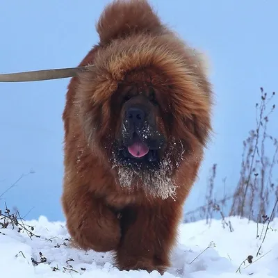 Собака – друг человека? Топ самых дружелюбных крупных пород собак - Питомцы  Mail.ru