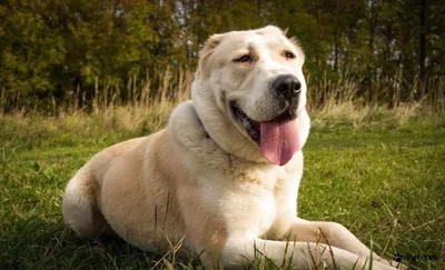 Чем кормить собак крупных пород - Питомцы Mail.ru