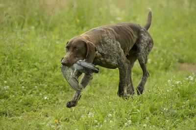 Охотничьи породы собак: какие относятся, описание и фото питомцев