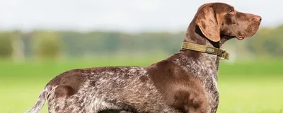 Охотничьи собаки: топ-20 пород с описанием и фото.