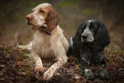 Охотничьи собаки — Википедия