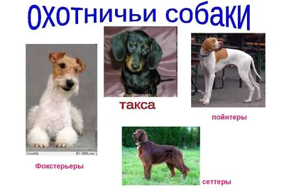 Не пахнет, не линяет – породы собак для самых придирчивых хозяев -  23.04.2022, Sputnik Азербайджан
