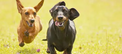Корм для щенков собак породы лабрадор-ретривер, Royal Canin Labrador  Retriever Puppy купить с доставкой в интернет-магазине зоогастроном.ру