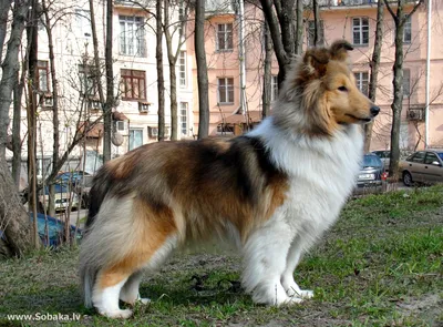 Питомник собак шелти NAVAKOsheepdog | Kharkiv