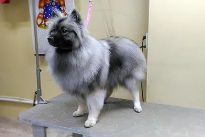Шелти - шотландская порода собак» — создано в Шедевруме