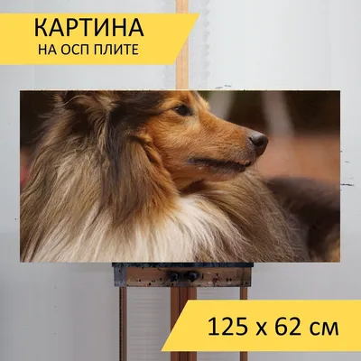 Питомцы - Среди предков собак породы шелти — бордер-колли,... | Facebook