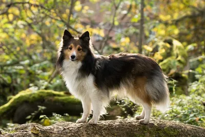 Шелти собака: фото, характер, описание породы