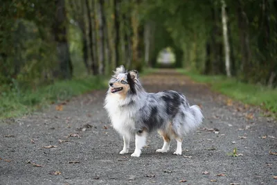 Шелти: умная, красивая и очень дружелюбная собака для активного хозяина