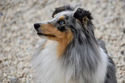 Шелти (англ. sheltie), или шетландская овчарка— порода собак, выведенная в  Великобритании. | Собаки, Животные, Шелти