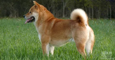 Сиба (шиба) ину - японская собака-улыбака | Гавкуша | Дзен