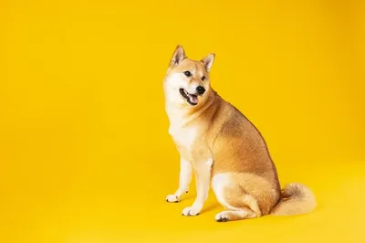 Сиба - описание породы собак: характер, особенности поведения, размер,  отзывы и фото - Питомцы Mail.ru