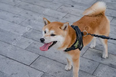 Собака Шиба Сиба Ину черная 17 см Премиум - купить с доставкой по выгодным  ценам в интернет-магазине OZON (1081782298)
