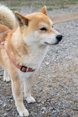 Симпатичная маленькая собака Шиба Ину рвет на белом фоне бумаги :: Стоковая  фотография :: Pixel-Shot Studio
