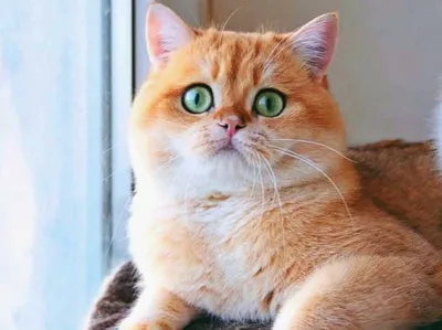 Британская золотая шиншилла. Какие сложности могут ждать хозяина этой кошки  | Кошка.ru | Дзен