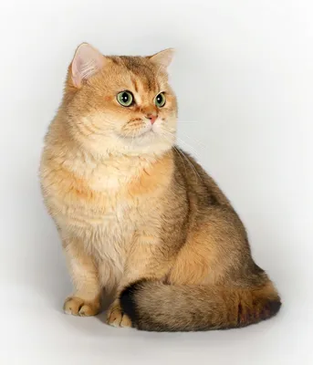 Котенок британская золотая шиншилла by11 — купить в Москве. Кошки, котята  на интернет-аукционе Au.ru