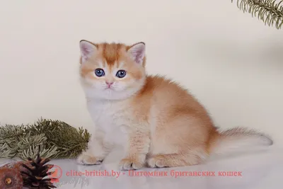 Шиншилла кошка: фото, 🐈 характер, описание породы - Мурчалкин