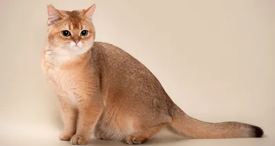 Британская шиншилла кот (36 фото) - 36 фото