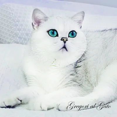 Кот серебристая шиншилла с голубыми глазами - 79 фото