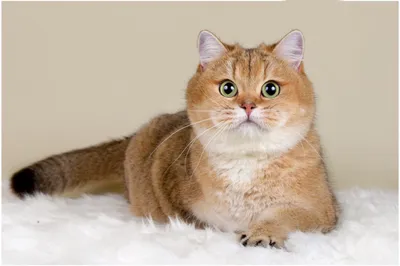 Золотая шиншилла кошка: описание породы, правила ухода, характер, кормление