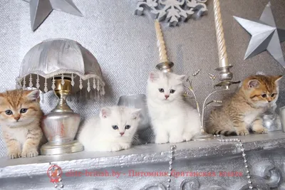 Шиншилла кошка - купить в Истра (Россия) ➤ Цена договорная ➦ Объявление  №59249