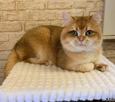 Британская золотая шиншилла (Кот) — продам котенка в Москве за 90000 ₽ на  ZooYa.ru