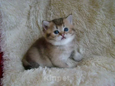 Шиншилла кошка: фото, характер, описание породы