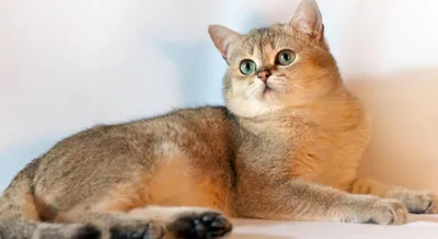 Кошка серебристая британская шиншилла» — создано в Шедевруме