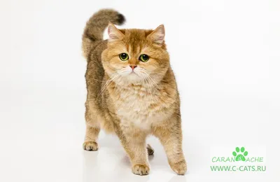 Британская золотая шиншилла - описание - Carand'ache cats