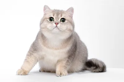 Британская кошка шиншилла - описание окрасов котов, характер породы, фото  котёнка