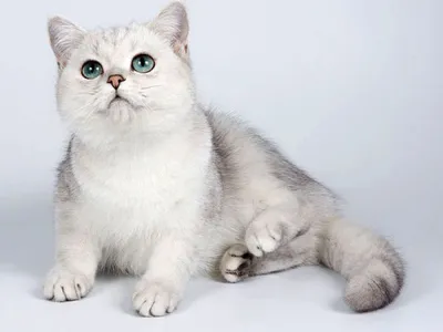 Шиншилла кошка: фото, 🐈 характер, описание породы - Мурчалкин