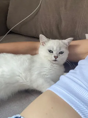 Белый шиншиловый кот | Животные, Кот