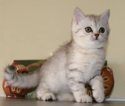 Британский шиншиловый кот, с …» — создано в Шедевруме