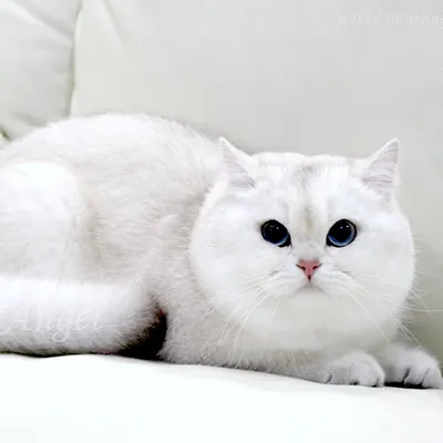 Шиншилловый кот - картинки и фото koshka.top