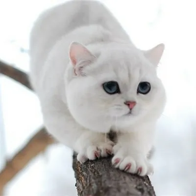 Шиншиловый кот фото фотографии