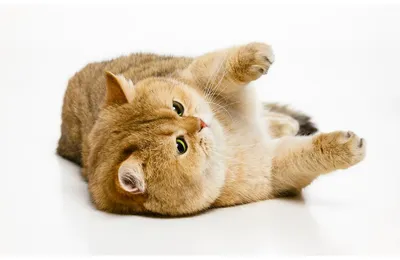Британский кот Золотая шиншилла (97 фото)