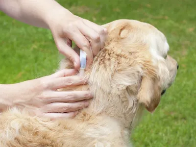 Что делать, если собаку укусил клещ?