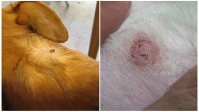 После укуса клеща у собаки появилась шишка