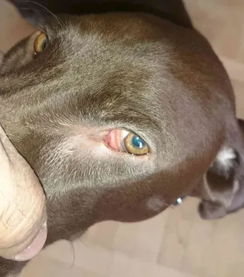 У собаки после укуса клеща появилась шишка: лечение уплотнения на месте  раны, которое образовалось после того как вытащили насекомое