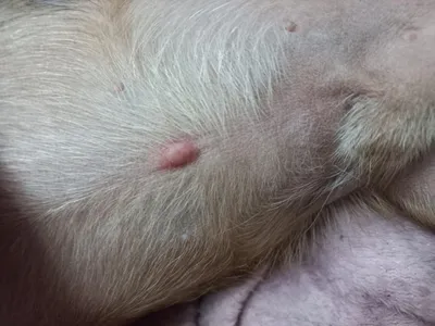 Опухоль молочной железы у собаки - Ветеринарный госпиталь