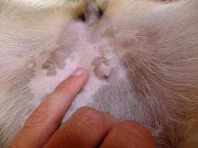 У щенка обнавружил 2 шишки на животе - Ветеринария - ОХОТА С ЛАЙКОЙ