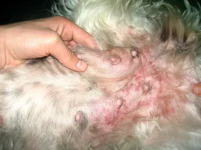Шишки под кожей у собаки: подкожная шишка у собаки (на холке, спине, на  теле, животе, шее), твердый шарик: что делать, как лечить, диагностика у  ветеринара - Vet-Call24 Киев