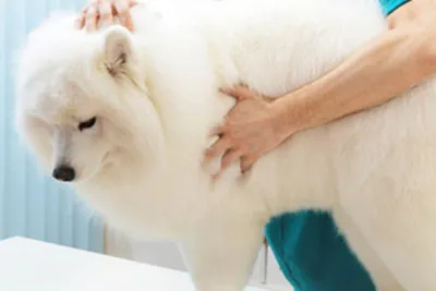 Опухоль молочной железы у собаки (рак): фотографии, лечение.