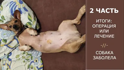 Причины появления и лечение папилломы у собаки | Vetera