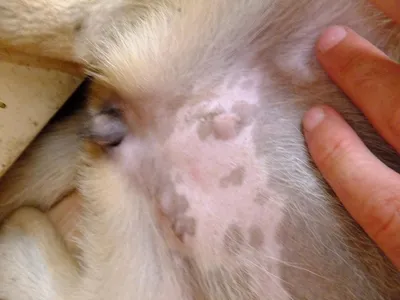 У щенка обнавружил 2 шишки на животе - Ветеринария - ОХОТА С ЛАЙКОЙ