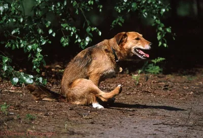 Воспаление параанальных желез у собак: лечение