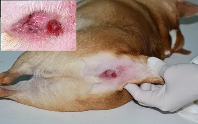 Параанальные железы у собак: как почистить , воспаление и лечение