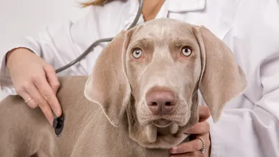 Мастоцитома у собак: причины, симптомы, лечение, фото