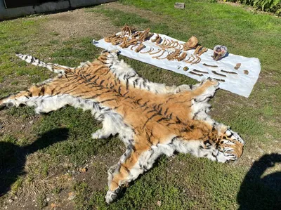 В Приморье возбудили уголовное дело за хранение шкуры и костей тигра |  Пикабу