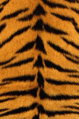 Скачать 800x1200 шкура, тигр, полоски, мех, полосатый обои, картинки iphone  4s/4 for parallax