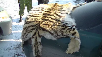 Шкура белого бенгальского тигра: лучшая цена на шкуру тигра - купить шкуру  тигра в интернет магазине Lamamia.ru